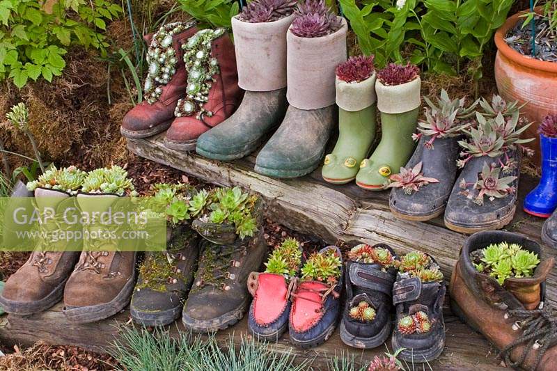 Des rangées de bottes et de chaussures plantées de Sempervivum - Joubarbes.