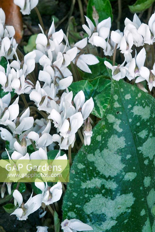 Cyclamen hederifolium var. hederifolium albiflorum 'Album' avec feuillage Pulmonaria.