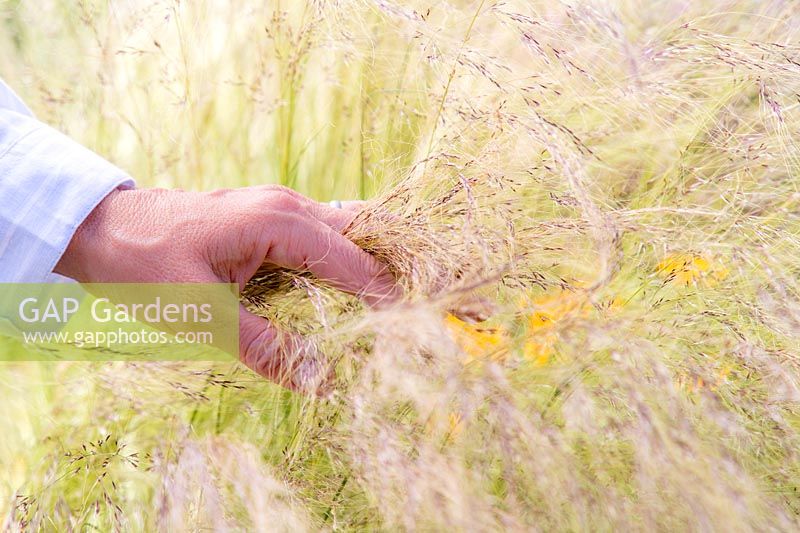 Femme qui court la main à travers Stipa tenuissima - Mexican Feather Grass