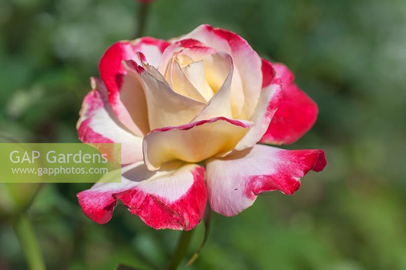 Rose 'Double Delight' - Rose 'Double Delight'