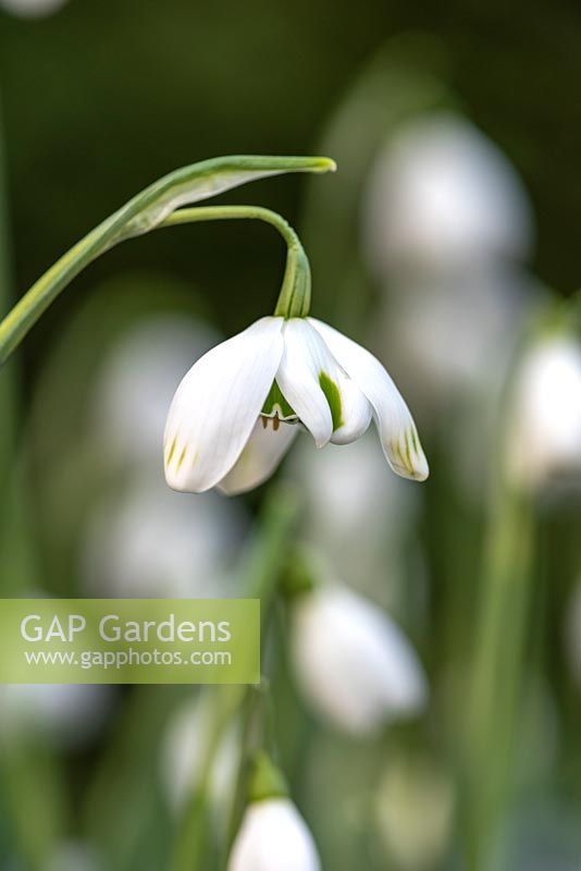 Galanthus 'Ophelia' - un double perce-neige Greatorex
