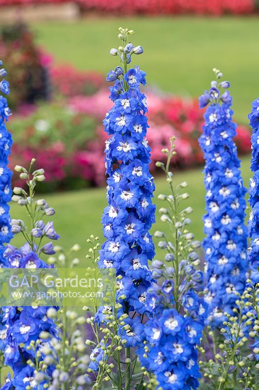 Delphinium elatum 'Aurora Blue' - Larkspur