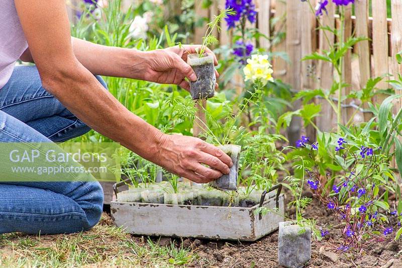 Femme plaçant des pots biodégradables avec des plants de fleurs sauvages dans un parterre de fleurs prêt pour la plantation.