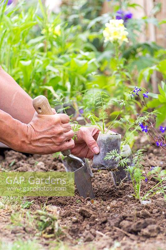 Femme plantant des pots biodégradables avec des plants de fleurs sauvages dans un parterre de fleurs avec une truelle à la main.