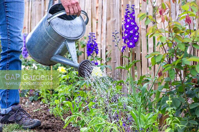 Femme arrosant dans des pots biodégradables nouvellement plantés avec des plants de fleurs sauvages dans un parterre de fleurs.