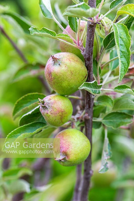 Pommes en développement - Malus domestica 'Braeburn'