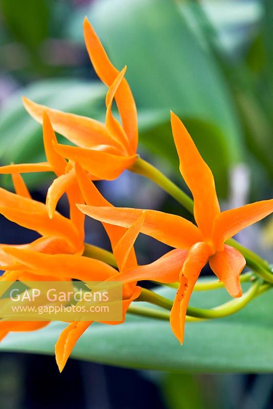 Laelia x Cattleya Chit Chat 'Tangerine', orchidée