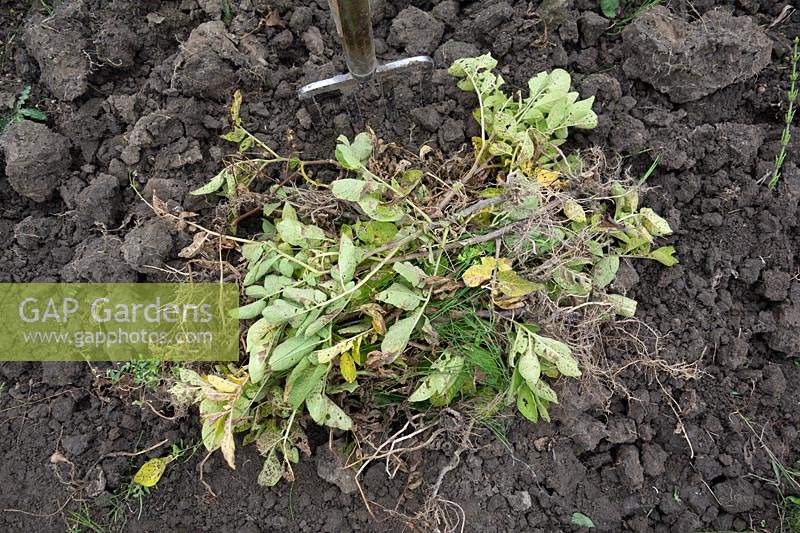 Récolte de pommes de terre de Solanum tuberosum - Verdure de la récolte de pommes de terre à retirer du lotissement et incinérée pour empêcher toute brûlure de se propager à l'avenir.