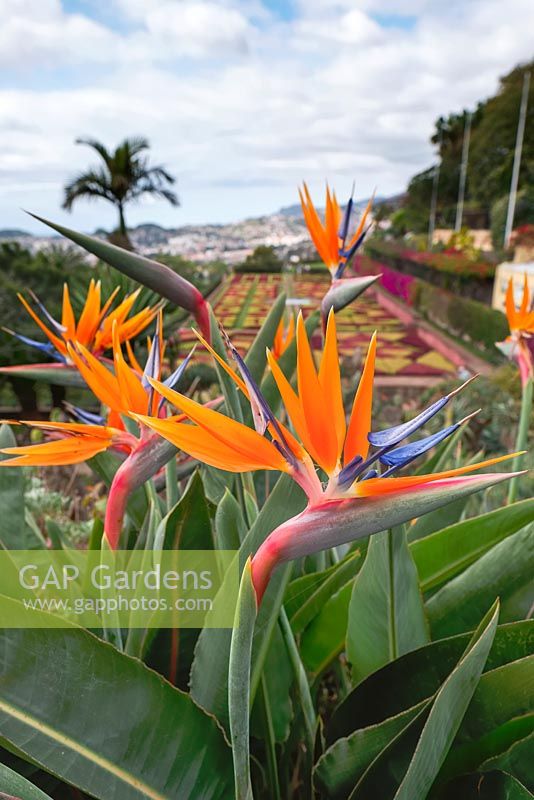 Strelitzia reginae - Fleur d'oiseau de paradis à Funchal, Madère