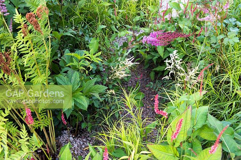 Chemin de gravier entouré d'Astilbe purpurlanze, Carex muskingumensis et Rodgersia. Le jardin vert d'eau du sud-ouest au RHS Hampton Court Palace Flower Show 2018