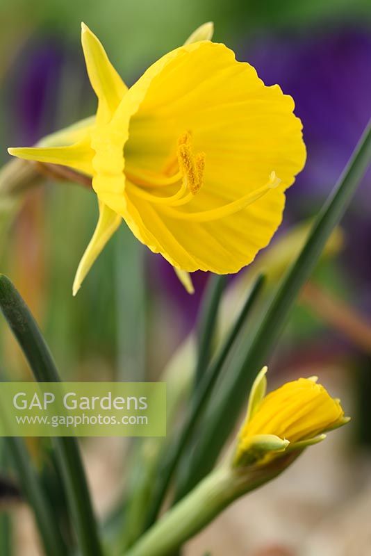Narcisse 'Oxford Gold' - jonquille jupon cerceau