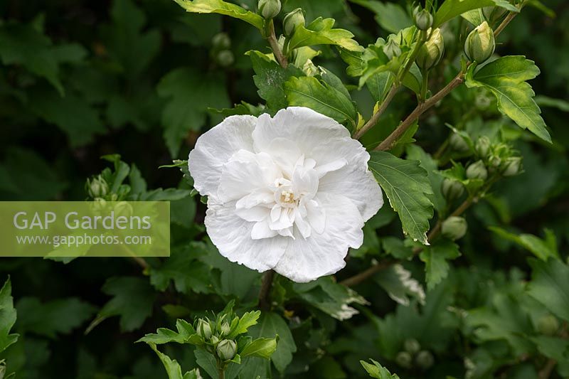 Hibiscus syriacus 'Mousseline Blanche' - Rose de Sharon 'Mousseline Blanche'