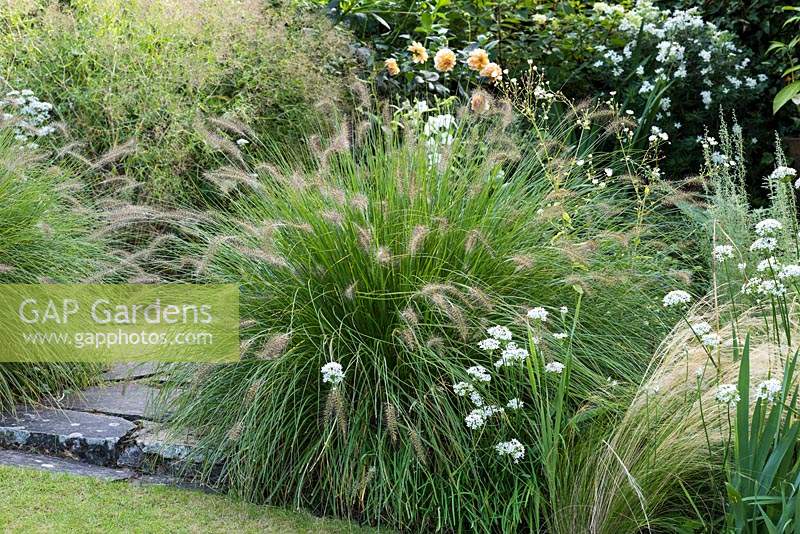 Pennisetum orientale - Oriental Fountain Grass - une graminée vivace ornementale touffue avec des panicules brunes hérissées.