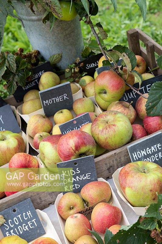 Malus Domestica - Automne affichage pomme à Daylesford Organic farm shop festival d'automne. Les variétés affichées incluent 'Scotch Bridget', 'Kids Orange Red', 'Howgate Wonder' et 'Mother'