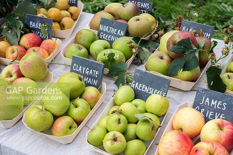 Malus Domestica - Automne affichage pomme à Daylesford Organic farm shop festival d'automne. Les variétés présentées incluent 'James Grieve', 'Bakers Delicious' et 'Greensleeve'