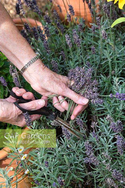 Lavandula - Jardinier coupant les fleurs de lavande usées dans un jardin d'herbes aromatiques