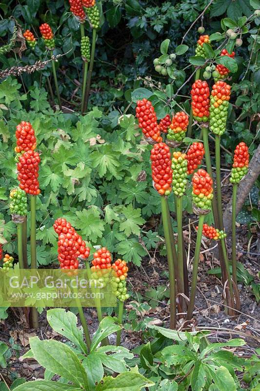 Arum maculatum - Lords and Ladies aux fruits mûrs