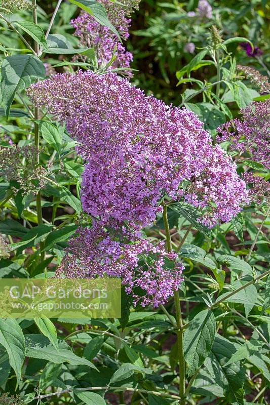 Buddleja davidii 'Gulliver'