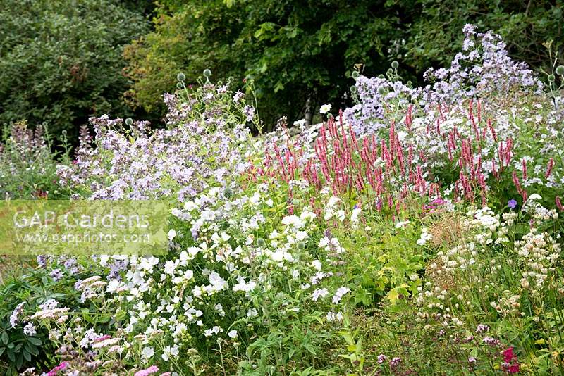 Parterre de fleurs herbacées sur le thème pastel planté de Persicaria amplexicaulis, Astrantia, Malva… moschata 'Alba' et Campanula lactiflora 'Loddon Anna' à Hurdley Hall, Powys, Pays de Galles, Royaume-Uni.