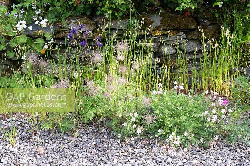 Briza media et Pulsitilla vulgaris auto-ensemencées dans du gravier avec Erodium Alchemilla et Aquilegia.