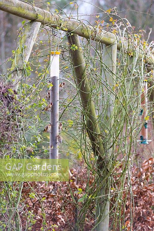Pergola accrochée avec des mangeoires pour oiseaux attirant les chardonnerets et de nombreuses autres espèces d'oiseaux à Ellicar Gardens, Doncaster, Royaume-Uni.
