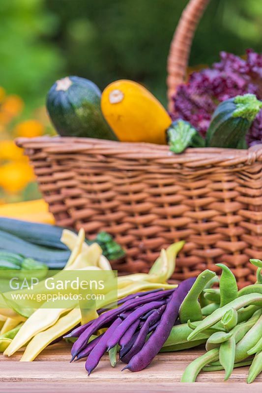 Haricots récoltés dont 'Goldfield', 'Polestar' et Cosse Violette 'et courgettes