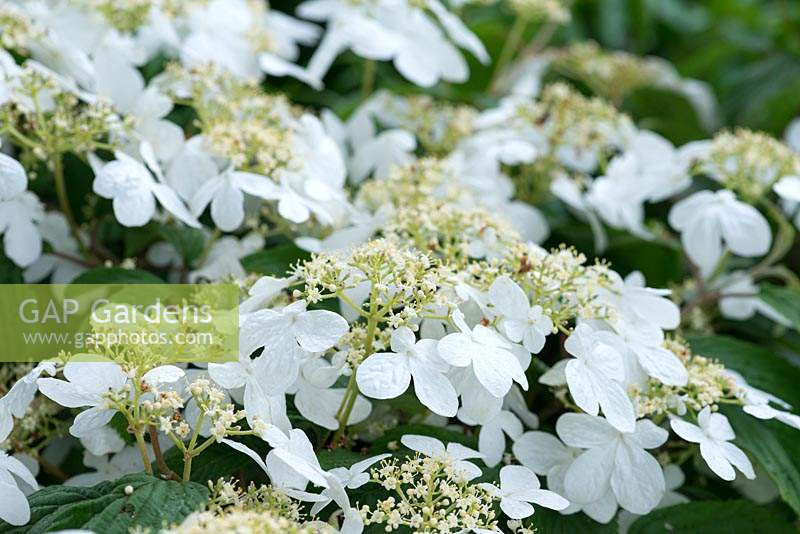 Viburnum plicatum f. tomentosum 'Mariesii' - Boule de neige japonaise 'Mariesii '