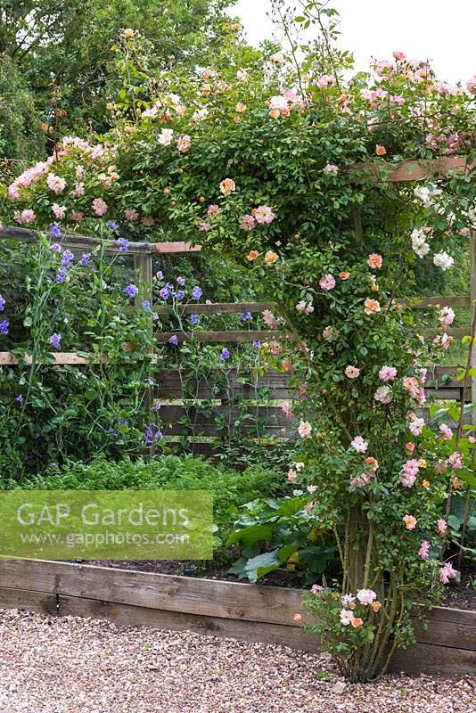 Rosa 'Phyllis Bide' - Rambling rose, est formée le long d'une poutre à côté d'une petite bordure végétale surélevée.