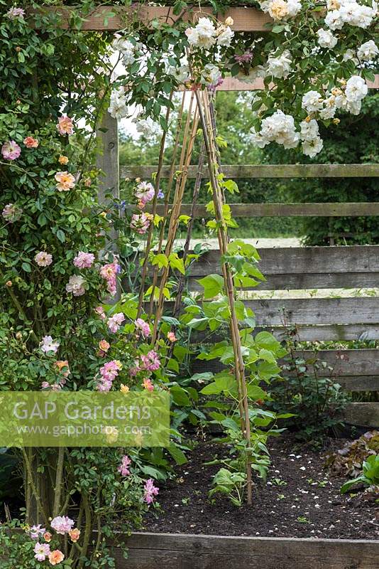 Wigwam de canne de bambou planté de haricots en fleurissant Rosa 'Phyllis Bide' - une rose décousue.