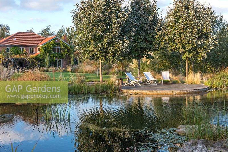 Une piscine naturelle est dominée par un patio rond flanqué de trois airs de Sorbus «Mitchellii '». Au-delà, des pelouses bordées de parterres sinueux et la maison de la famille Murch.