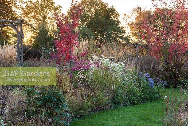 Parterre de fleurs d'Acer rubrum 'October Glory', de Calamagrostis x acutiflora 'Karl Foerster', de Stipa calamagrostis, d'Acer x freemanii 'Autumn Blaze' et d'asters.