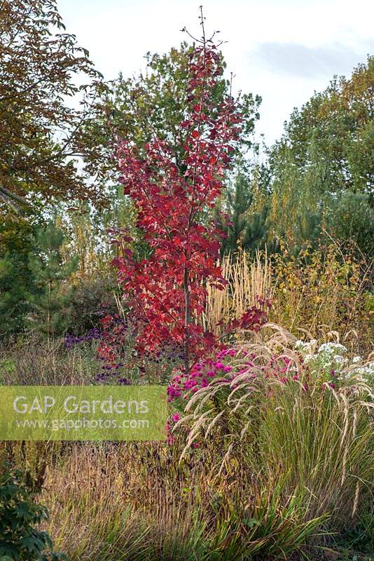 Acer rubrum 'October Glory', érable rouge, un arbre à feuilles caduques de taille moyenne avec un feuillage pourpre en automne.