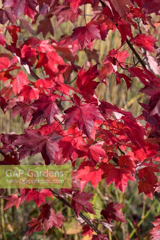 Acer rubrum 'October Glory', érable rouge, un arbre à feuilles caduques de taille moyenne avec un feuillage pourpre en automne.