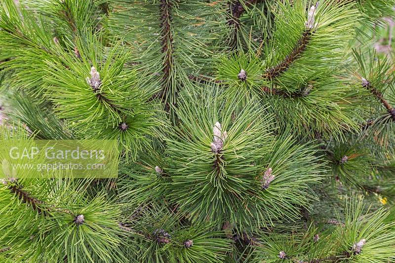 Pinus nigra 'Strypemonde' - Branches européennes de pin noir avec des cônes émergents au printemps