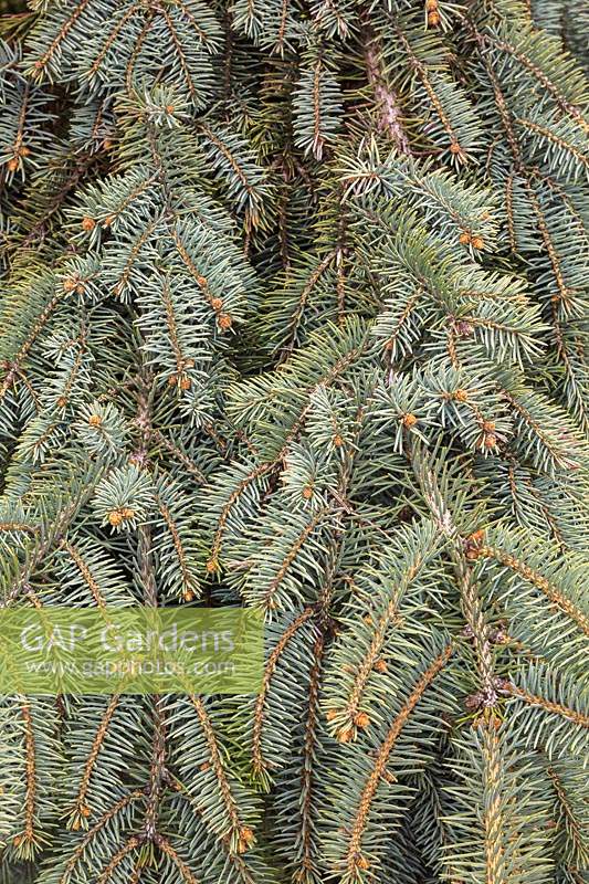 Picea pungens 'Glauca Slenderina Pendula' - Colorado Branches d'épinette bleue pleureuse