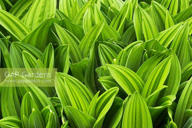 Veratrum viride - Indian Poke feuilles de plantes toxiques