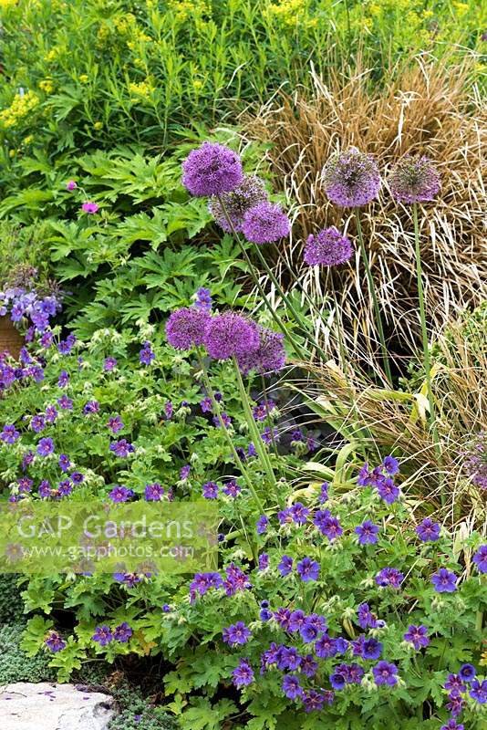 Combinaison de plantation de Geranium x magnificum 'Rosemoor' avec Allium 'Purple Sensation '.