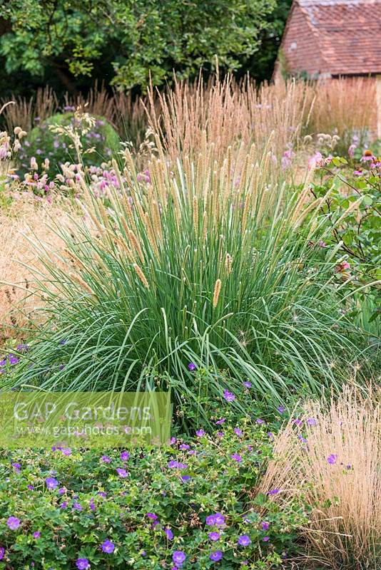 Pennisetum macrourum, l'herbe à plumes africaines, une herbe ornementale à feuilles caduques qui porte des têtes de semences vert clair doux hérissées qui brunissent en automne.