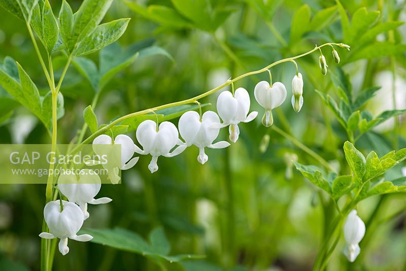 Dicentra spectabilis 'Alba' - alias Lamprocapnos - White Bleeding Heart, une plante herbacée vivace portant des tiges arquées de fleurs blanches en forme de coeur à partir d'avril.