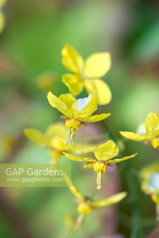 Epimedium x perralchicum 'Frohnleiten' - Barrenwort, une vivace à minuscules fleurs dorées d'avril.