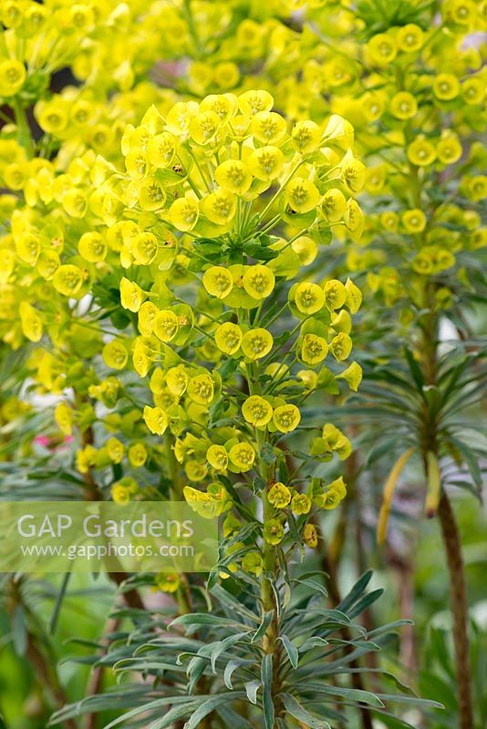 Euphorbia characias - Asclépiades ou euphorbe, un arbuste à feuilles persistantes dressé avec des pousses bisannuelles et des tiges de fleurs vertes lumineuses du début du printemps.