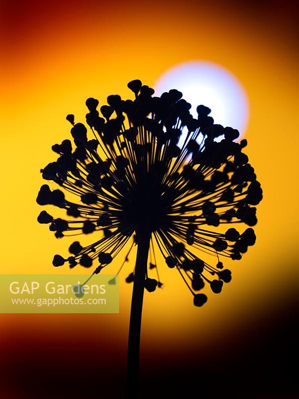 Allium seedhead silhouette contre un soleil couchant