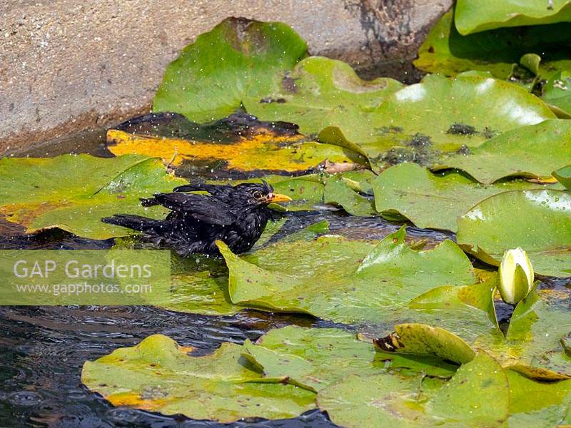 Blackbirds Turdus merula mâle se baignant dans l'étang de nénuphar en utilisant des nénuphars comme support