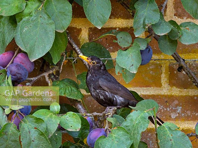 Blackbirds Turdus merula mâle attaquant des prunes mûres dans un jardin clos