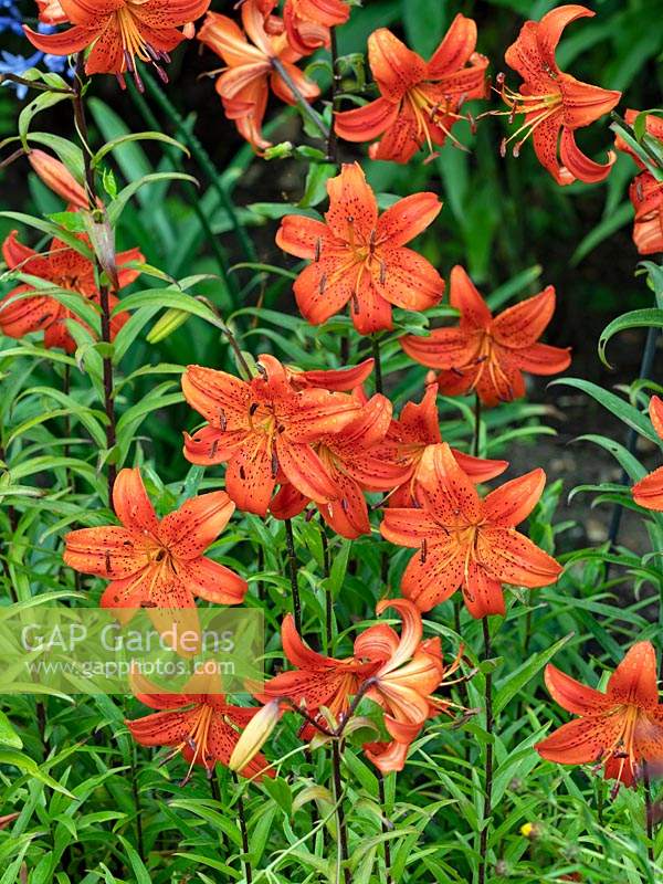Lilium Concolor, étoile du matin - Lily - juillet