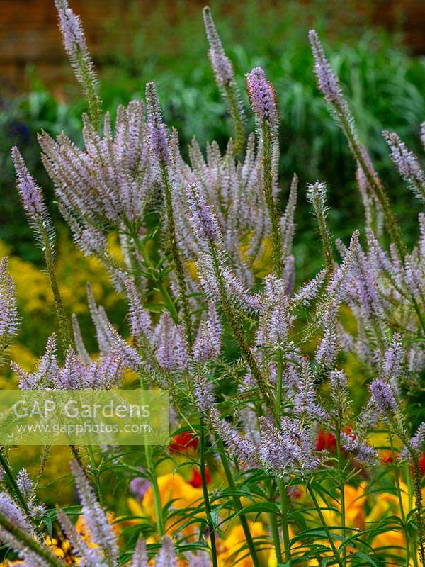 Veronicastrum virginicum 'Lavendelturm' - Racine de culver - juillet