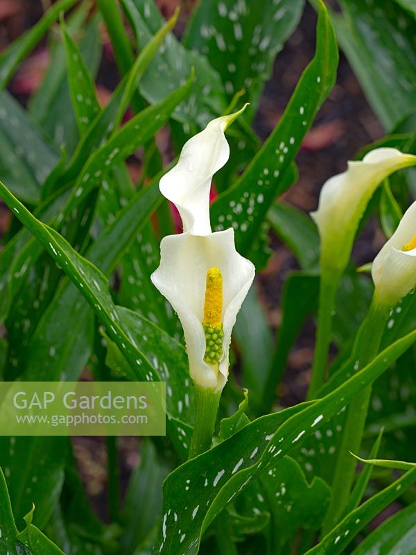 Zantedeschia 'Little Jimmy', Calla lily poussant dans un jardin de Norfolk.