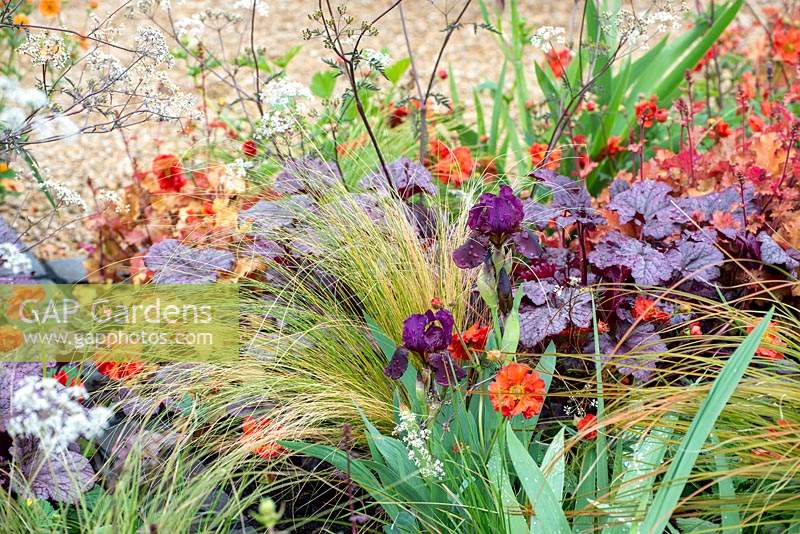 Parterre de fleurs colorées d'Iris 'Langport Wren', Stipa tenuissima, Heucera 'Plum Pudding' et Geum 'Totally Tangerine' - The Redshift, RHS Malvern Spring Festival 2019