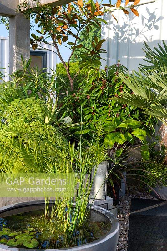 Petit jardin exotique avec un étang en pot planté - Defiance - Green Living Spaces, RHS Malvern Spring Festival 2019