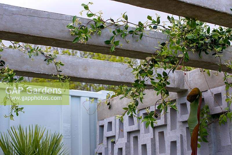 Trachelospermum jasminoides formé sur une pergola - Defiance - Green Living Spaces, RHS Malvern Spring Festival 2019